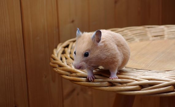 厚木キジュ動物病院写真