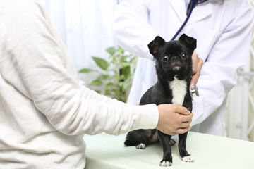 厚木キジュ動物病院はアクセスがスムーズな病院