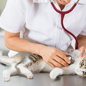厚木キジュ動物病院は丁寧で素早い治療がおすすめの病院