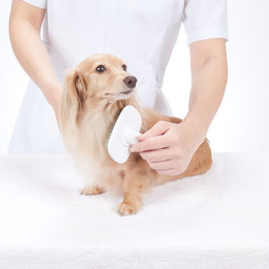 評判のオゾン水でのシャンプーで皮膚トラブルや臭いをカット　厚木キジュ動物病院のトリミング