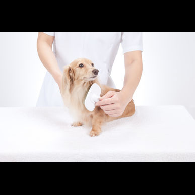評判のオゾン水でのシャンプーで皮膚トラブルや臭いをカット　厚木キジュ動物病院のトリミング