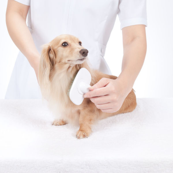 評判のオゾン水でのシャンプーで皮膚トラブルや臭いをカット　厚木キジュ動物病院のトリミング