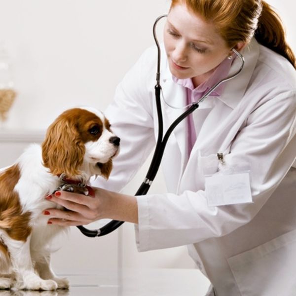 愛犬の心臓に雑音があると診断され不安を抱えている飼い主様 厚木の動物病院
